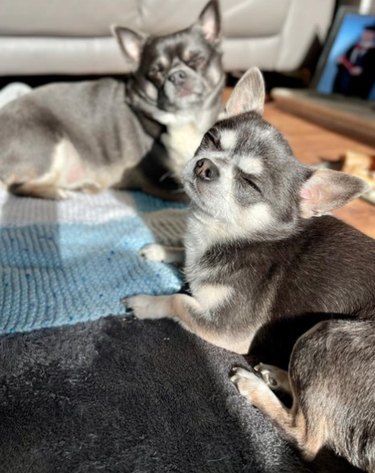 Two Chihuahua dogs laying on a rug in a sunbeam. Both of their eyes are closed in contentment.