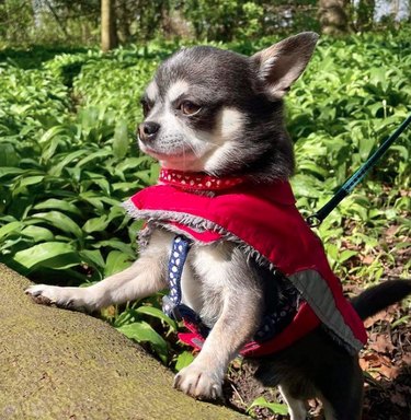 A small Chihuahua dog wearing a coat, standing on its hind legs against a backdrop of green plants. The dog's front paws are placed on a concrete curb and the dog is gazing to the left.