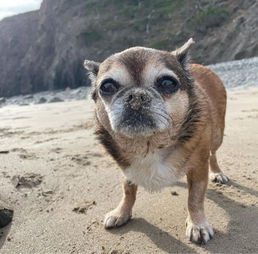 A small, grumpy looking dog with its nose covered in sand standing on a beach