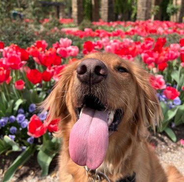 A golden retriever dog sitting with its mouth open and tongue hanging out in front of a field of colorful flowers.