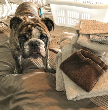 Dog sitting next to folded laundry.