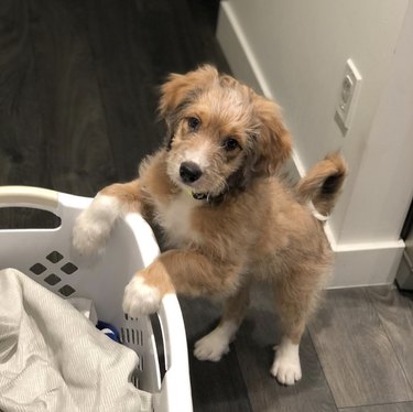 Dog with their paws on a laundry hamper.