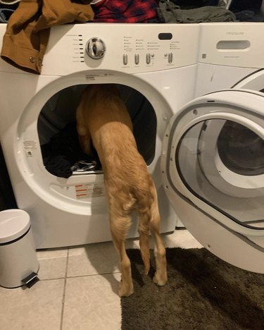 Dog looking deep inside dryer.