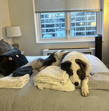 Dog lying next to clean laundry.