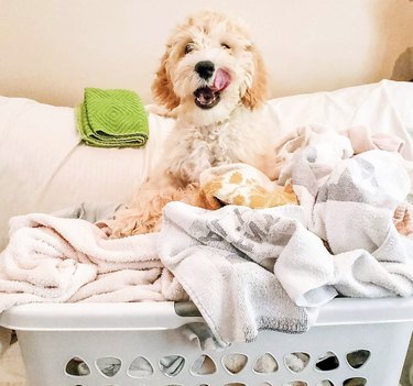 Dog sitting in front of full laundry basket.