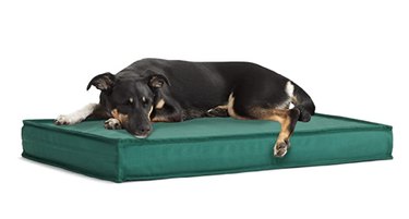 BarkBox Outdoor Waterproof Dog Platform Bed