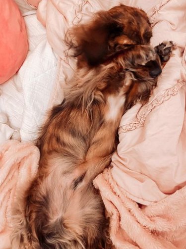 A long-haired Dachshund laying on its back in a pile of blankets.
