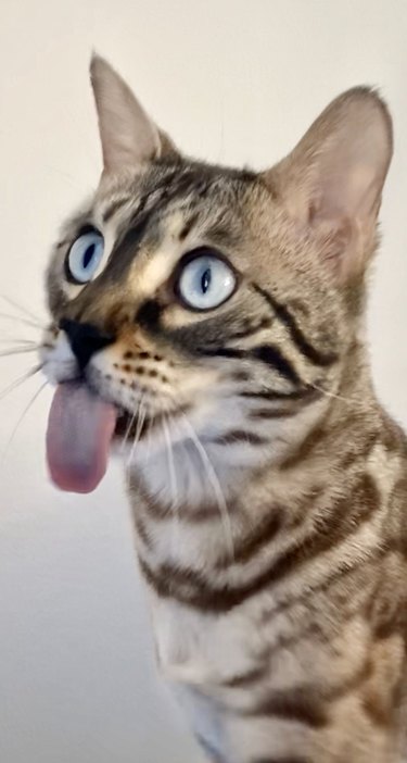 cat does a tongue blep