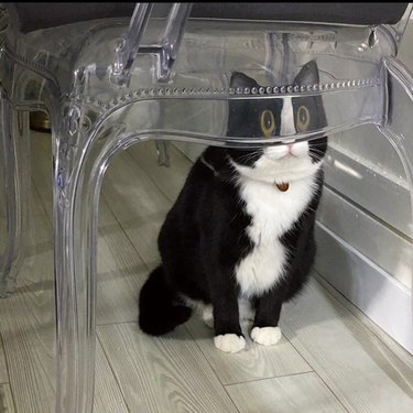 cat sits behind glass chair