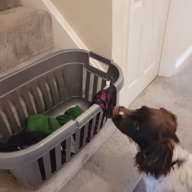 A dog sniffing laundry in a basket.