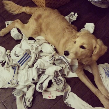 A dog lying in a pile of socks.