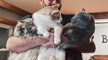 man holds 3 cats