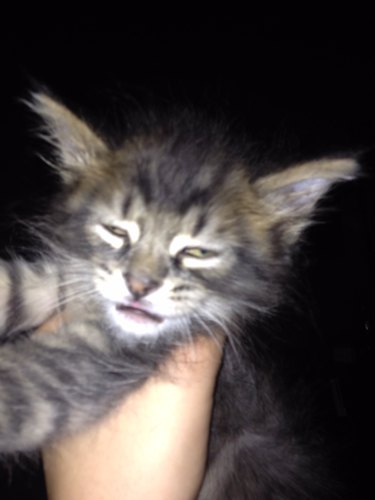 kitten looks hungover from catnip