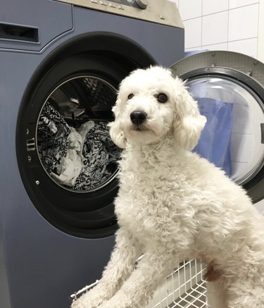 A dog sitting in front of dryer.