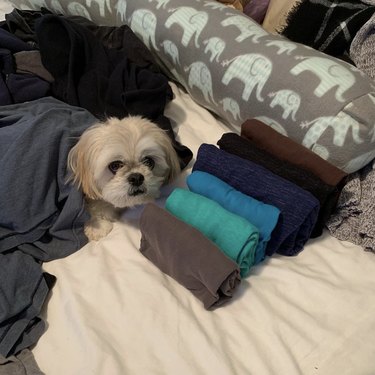 A dog next to neatly folded clothes.