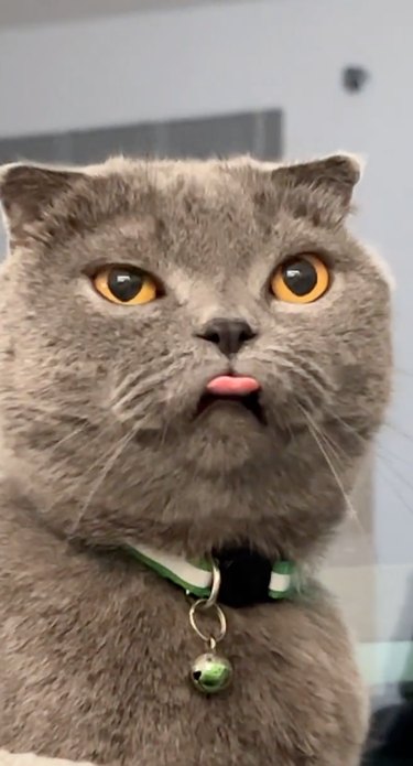 cat sticks tongue out