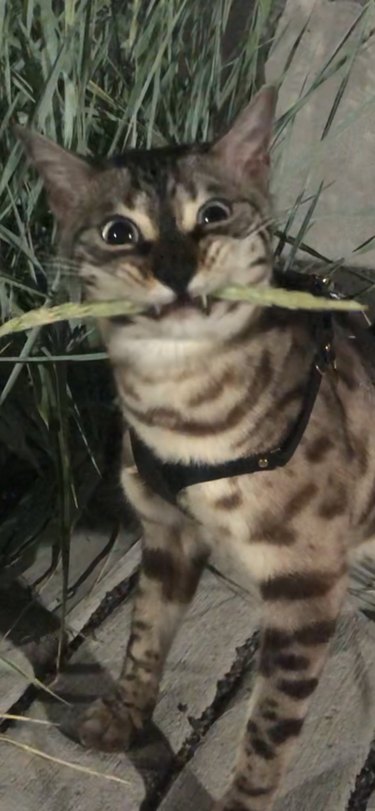 cat biting blade of grass