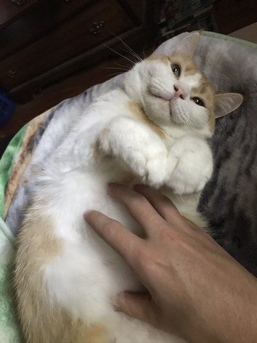cat tolerates belly rubs