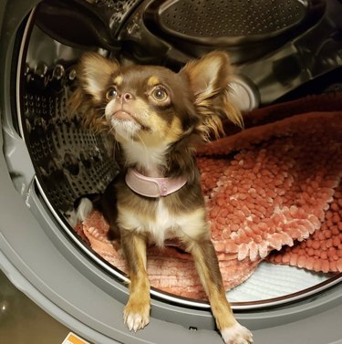 A chihuahua dog inside an open dryer.