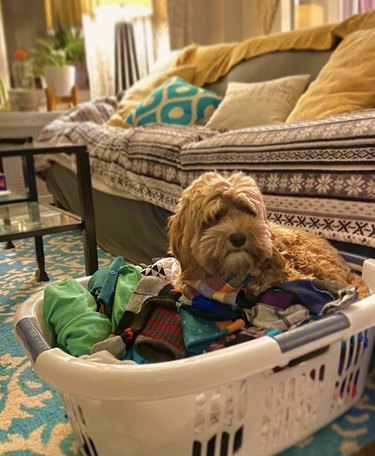 A dog inside a full laundry basket.
