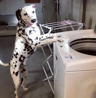 A dalmation standing by the washer.