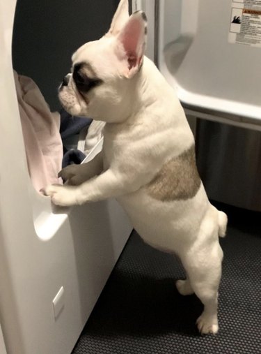 A dog looking inside a dryer.