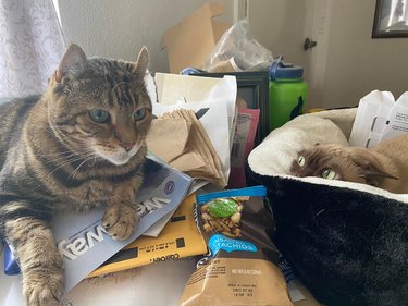 Two cats, one is staring ahead and sitting on a pile of mail, the other is peaking their head up from a bed with wide eyes and flat ears.