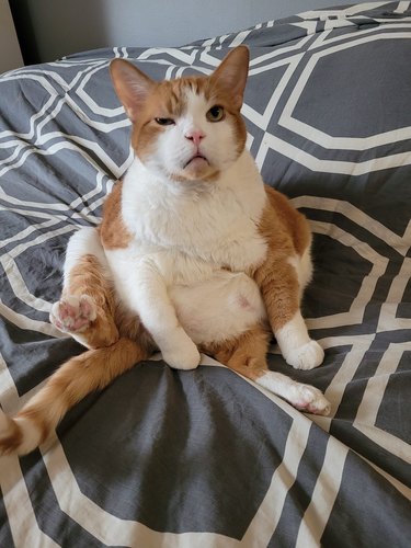 Orange and white cat sitting upright in a funny position and with one of his eyes in a squint.