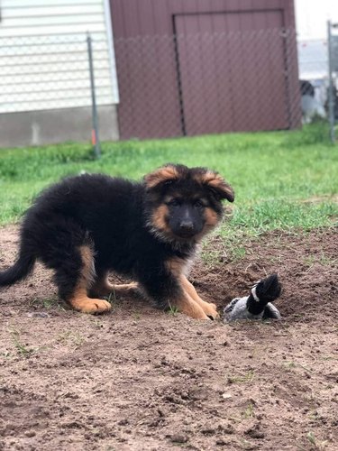 dog caught digging hole