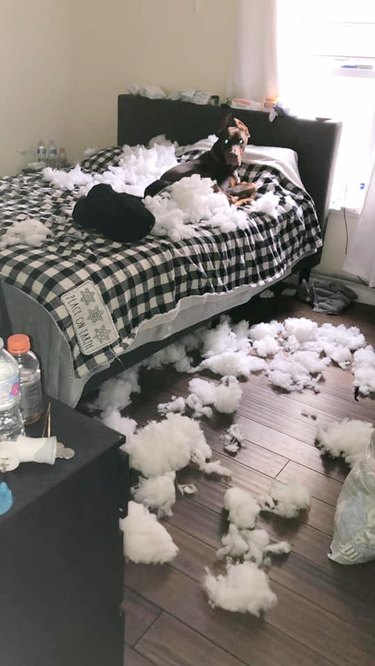 dog destroys stuffed animal