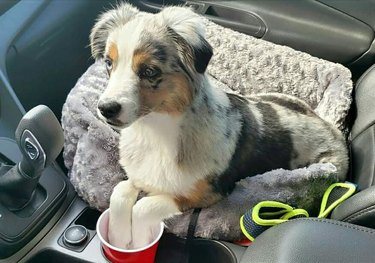 dog dips paws into woman's drink