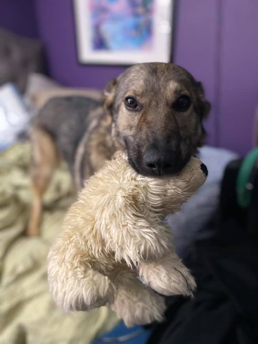 dog poops on bed