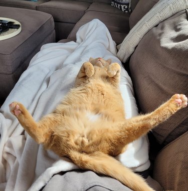 An orange cat sleeping on their back with their hind legs up.