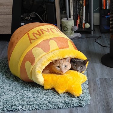 two cats sharing a bed that looks like a honey pot