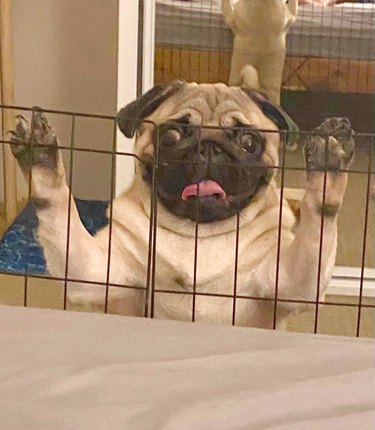 pug confined to cage for barking late at night