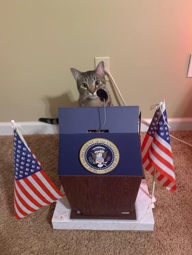 A cat is behind a cat-sized presidential lectern with flags.