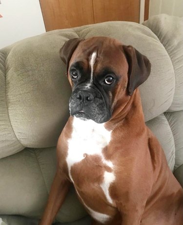 guilty boxer dog steals peanut butter