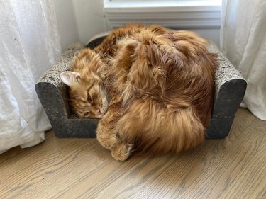 A big orange cat sleeps curled up on a little cat-sized couch.
