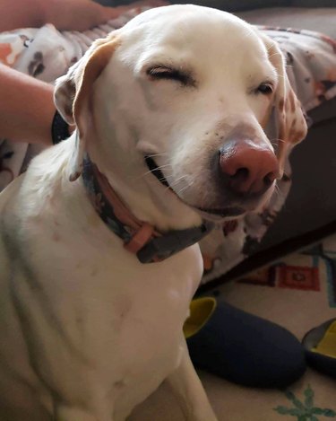 dog looks high