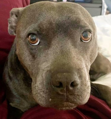 dog convinces human mom to give her treat