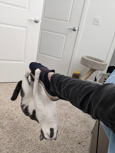A black and white cat is hanging upside down from their human's foot.