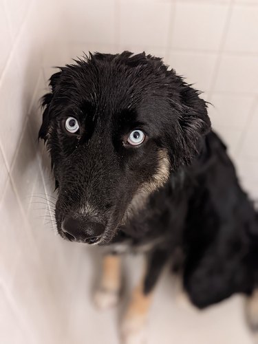 guilty dog forced to take bath