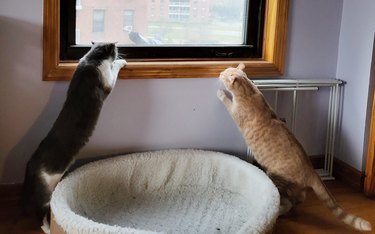 An orange cat and a black and white cat are staring out of a window at a pigeon.