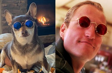 cool dog in sunglasses