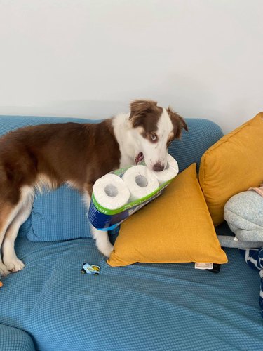 dog steals toilet paper