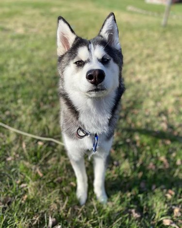 dog waits impatiently for person to throw stick