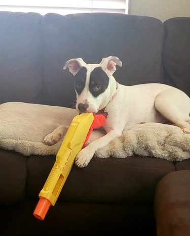 dog poses with toy gun