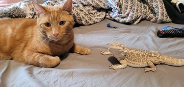 cat poses for picture with lizard