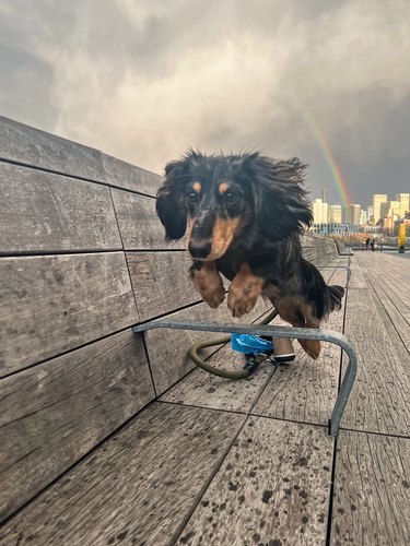 dog jumps over armrest on bench