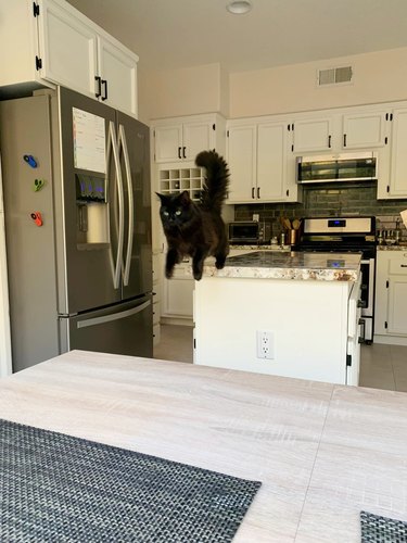 cat jumps from kitchen island to countertop